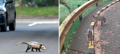 La fauna silvestre circula en las vías de Cali