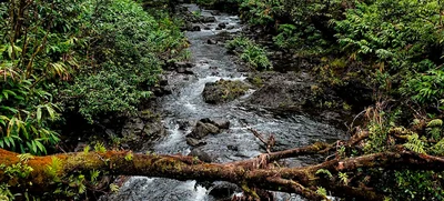 Bosque tropical, su preservación más que un deber es una obligación