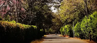 Cali cuenta con un GPS para encontrar e identificar árboles