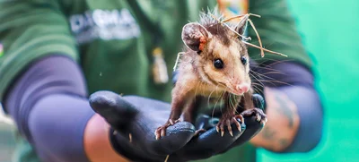 El DAGMA comprometido con la atención de fauna silvestre en el hogar de paso