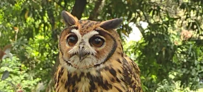 Detonaciones con pólvora afecta la fauna silvestre