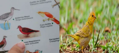 A través de colores, personas sordas disfrutarán la avifauna caleña