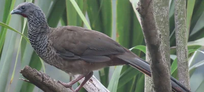 Con avistamiento de aves, habitantes de Meléndez se apropian de su territorio