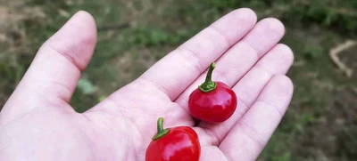 Huerta en casa, una alternativa de agricultura Urbana