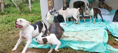 Centro de Bienestar Animal: una relación de amor con nuestra fauna doméstica