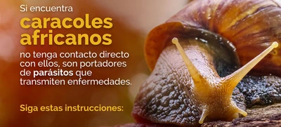 Proliferación de caracol africano en temporada de invierno