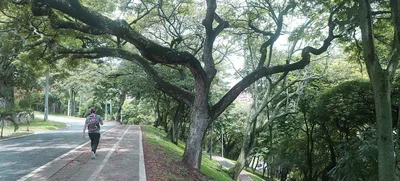 “Compensación Ambiental”, respuesta institucional al aprovechamiento forestal