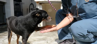 7597 animales de compañía fueron vacunados contra la rabia por el Centro de Zoonosis