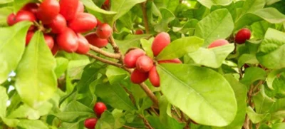 La fruta ‘Milagrosa’ que convierte lo ácido en dulce