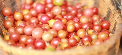 Vuelve el mercado orgánico agroturístico del ecobarrio San Antonio