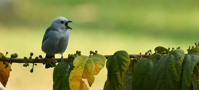 Avistamiento de aves en el corredor ambiental Río Cali