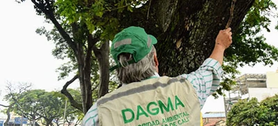Podas y talas sólo se pueden realizar con autorización del Dagma