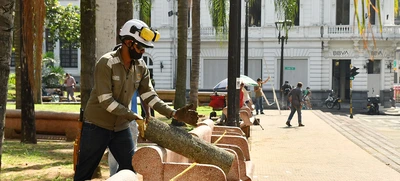 Inicio la intervención a 7 palmas ubicadas en la Plaza de Cayzedo