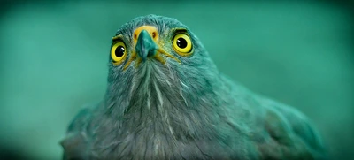 Cali, territorio rico y privilegiado en flora y fauna. Informe especial en el día de la biodiversidad