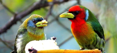 ‘Día Nacional de las Aves’, reconocimiento a estos hermosos seres alados