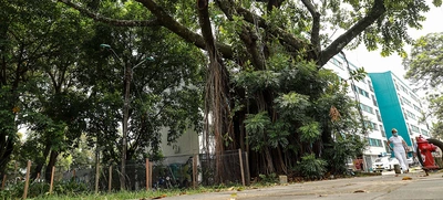 Bosques urbanos, estrategia de conservación ambiental en Cali