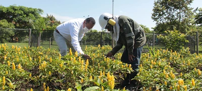 Llega ‘Flora en tu Comuna’ para continuar embelleciendo a Cali