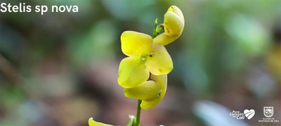 Parque Nacional Natural Farallones de Cali, área de protección de las orquídeas y la vida