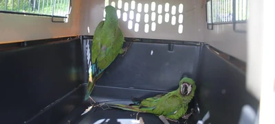 Nuevas liberaciones de fauna silvestre en Corazón de Pance