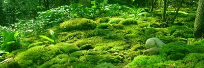 Las vedas protegen las especies de flora vulnerables del territorio