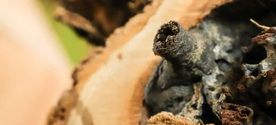 Parque Ambiental Corazón de Pance: un espacio para la protección de las abejas