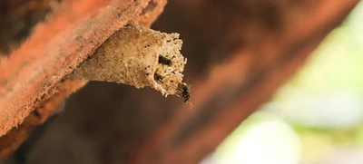 Parque Ambiental Corazón de Pance: un espacio para la protección de las abejas