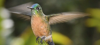 Colibríes: siempre en movimiento como el corazón humano
