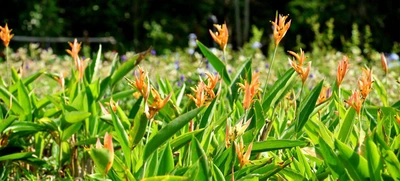 Heliconia Pajarito, planta que enamora en el Parque Ambiental Corazón de Pance