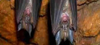 Murciélagos, caballeros de la noche que surcan los cielos del Corazón de Pance