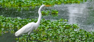Reconociendo los humedales urbanos de la capital vallecaucana