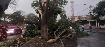 Equipos operativos del DAGMA continúan atendiendo emergencia por vendaval