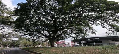 Plan de Silvicultura Urbana para proteger los árboles de Cali