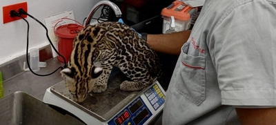 Entrega voluntaria de Tigrillo víctima de tráfico de fauna