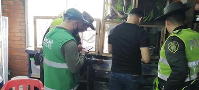 Nuevo golpe a la tenencia y tráfico de fauna en Cali