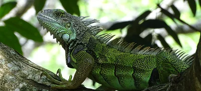Evitemos la explotación cruel de iguanas en Semana Santa