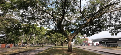 En el ‘Día Mundial del Árbol’ Cali honra sus 300 mil ejemplares sembrados