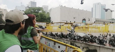 DAGMA inició acciones de protección y cuidado  a palomas del centro de Cali