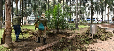 Con renovación del césped, avanza plan de intervención y recuperación de la Plaza de Cayzedo