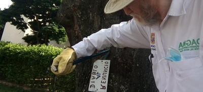 La flora urbana de Cali, es víctima de agresiones