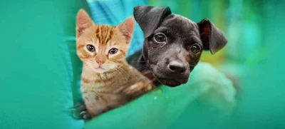 ‘Ellos están allí, esperando por ti: adopta’