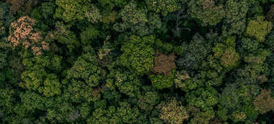 Participa en la formulación de la resolución sobre aprovechamiento de especies de flora silvestre declaradas en riesgo