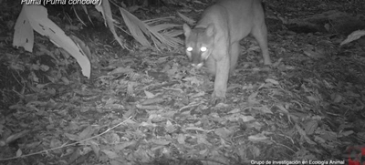 Ojos que brillan en la oscuridad, llenan de vida y esperanza nuestros ecosistemas