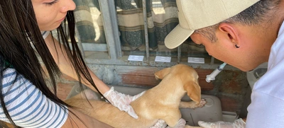 Decomisan caninos por deplorable estado de salud