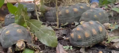 433 tortugas y 5 boas retornaron a casa