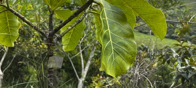Administración Distrital le apuesta a la recuperación ambiental en zonas forestales e hídricas