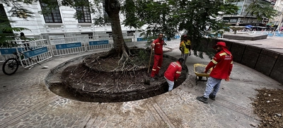 Comienza la instalación de adoquines en la Plaza de Cayzedo