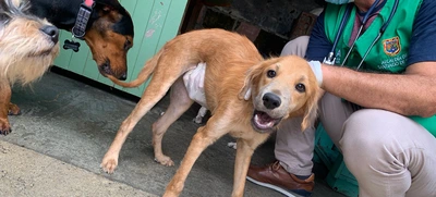 Alcaldía de Cali realiza visitas de inspección ante denuncias por maltrato animal