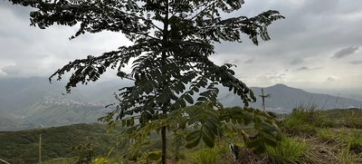 Administración Distrital ejecutó compensación arbórea de 4.270 especies forestales en Cristo Rey