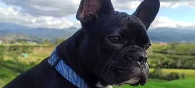 En el Día Mundial de los Animales: “Somos una especie llamada a proteger la vida”