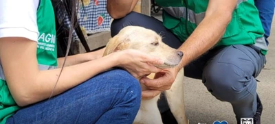 Dagma garantiza la protección de derechos  a los animales de compañía que habitan zona de desalojo